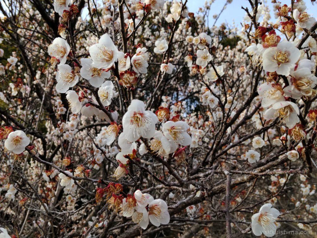 宮の杜ふれあい公園の梅の花