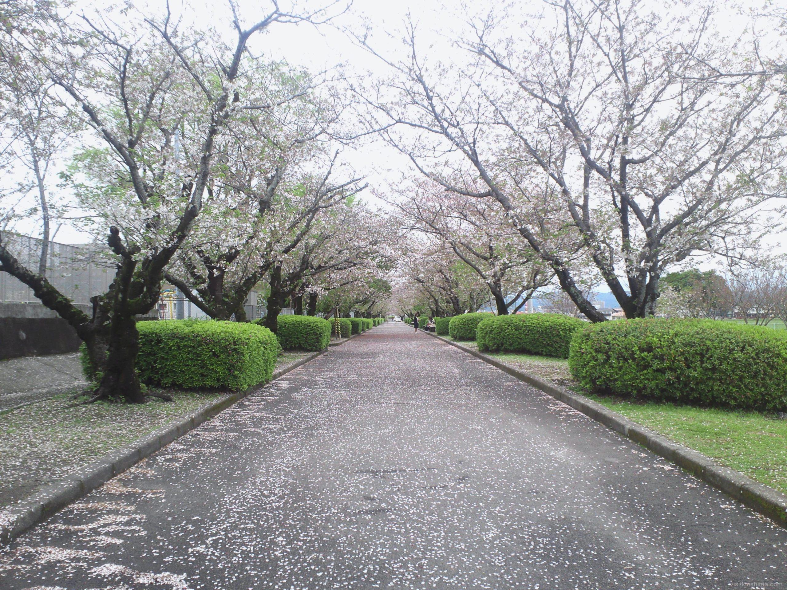 福島三万桜並木