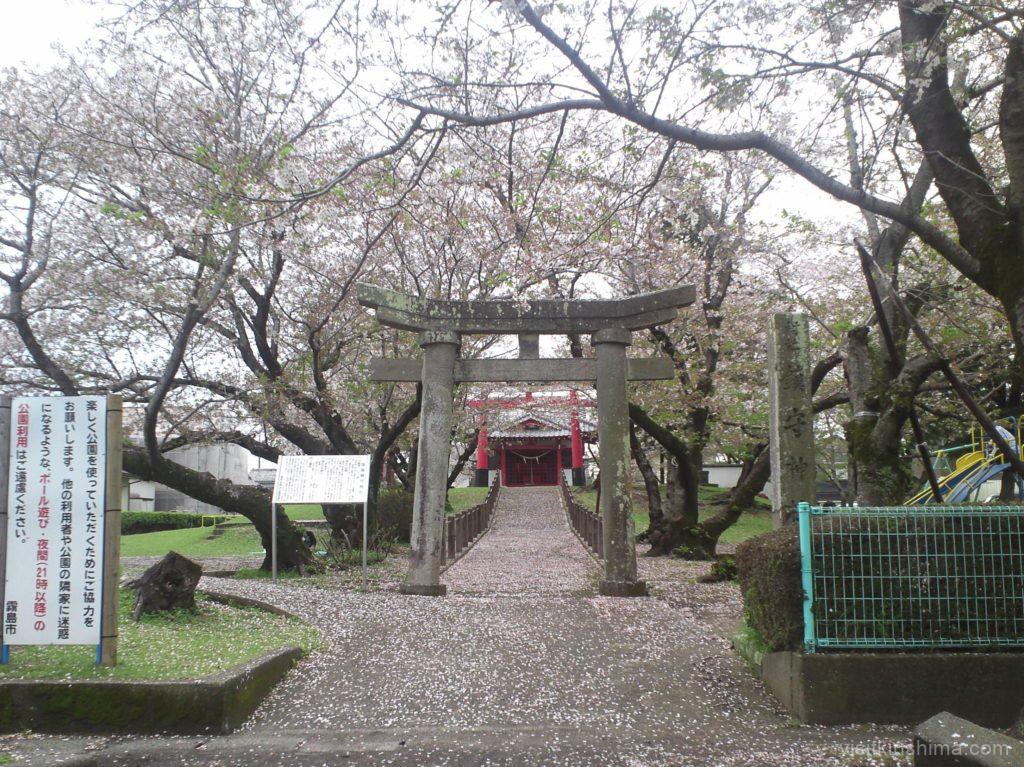 福島三万桜並木 福島鎮守神社