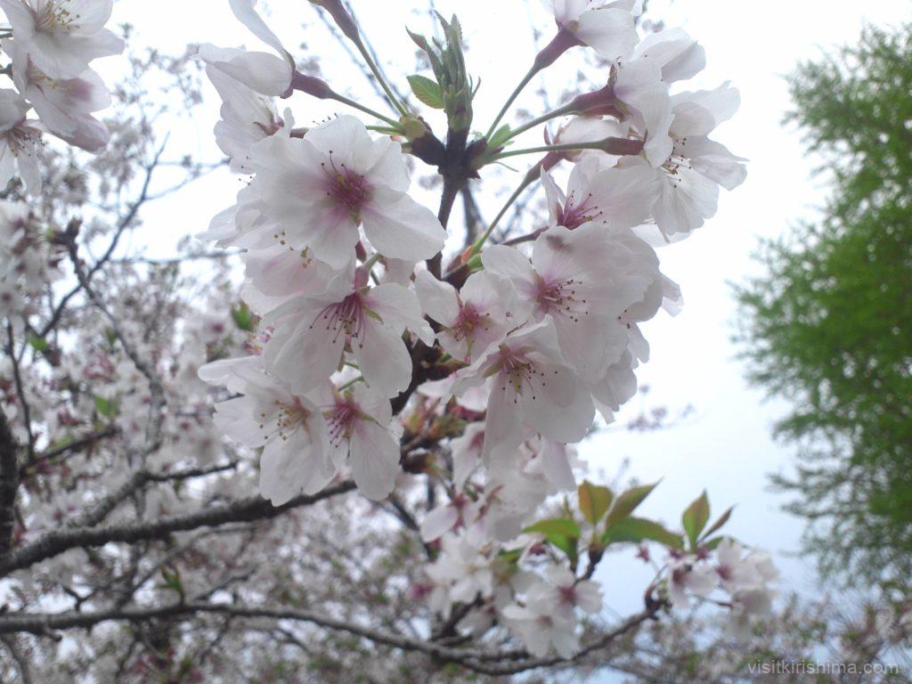 福島三万桜並木 桜