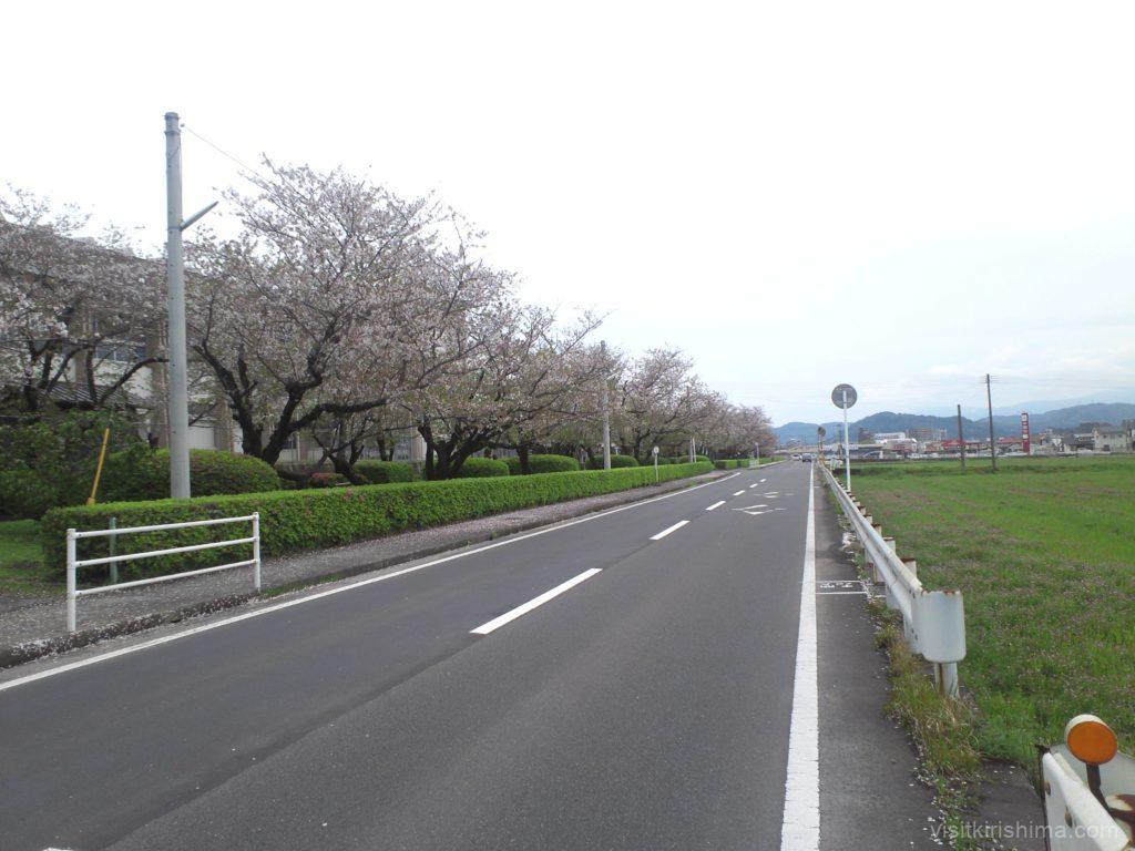 福島三万桜並木